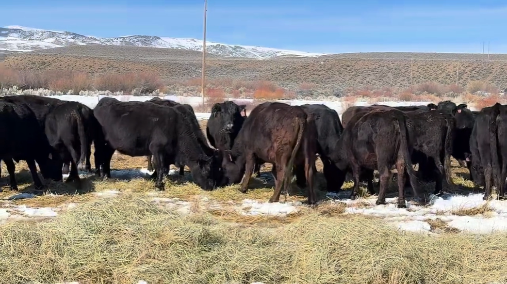 Cp317A5 hardworking, low-input cows ready to calve and ship by May